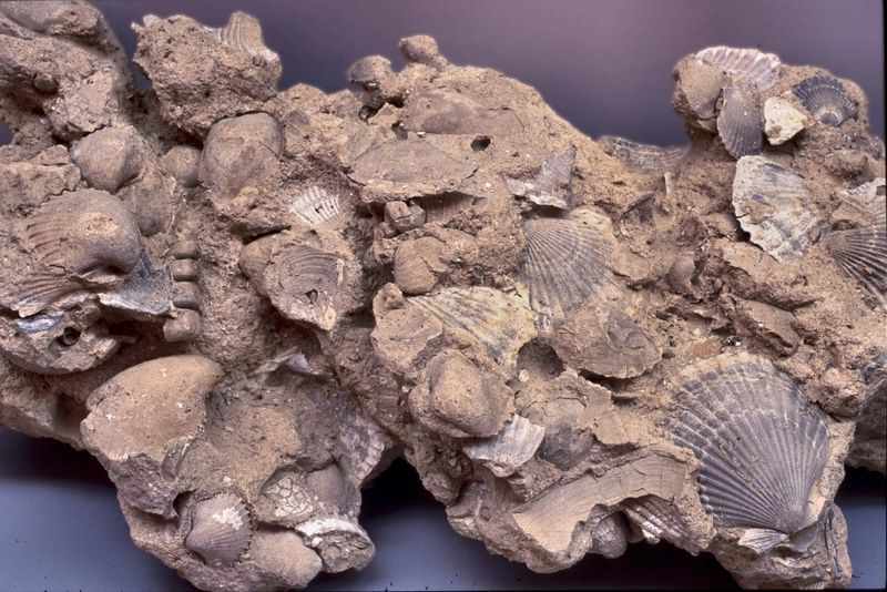 Breccia fossilifera a lamellibranchi